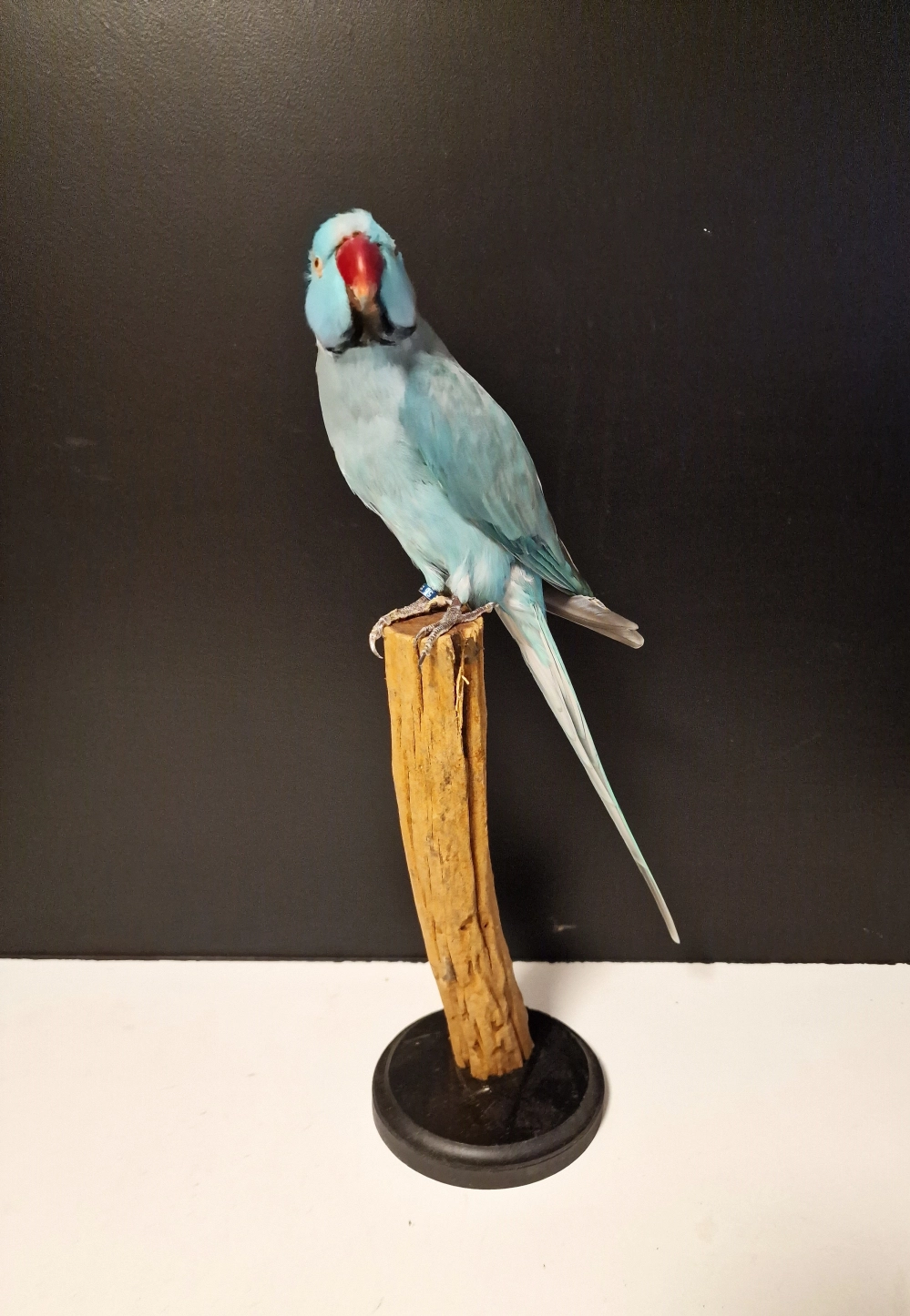 Opgezette vogels - blauwe halsband parkiet 1
