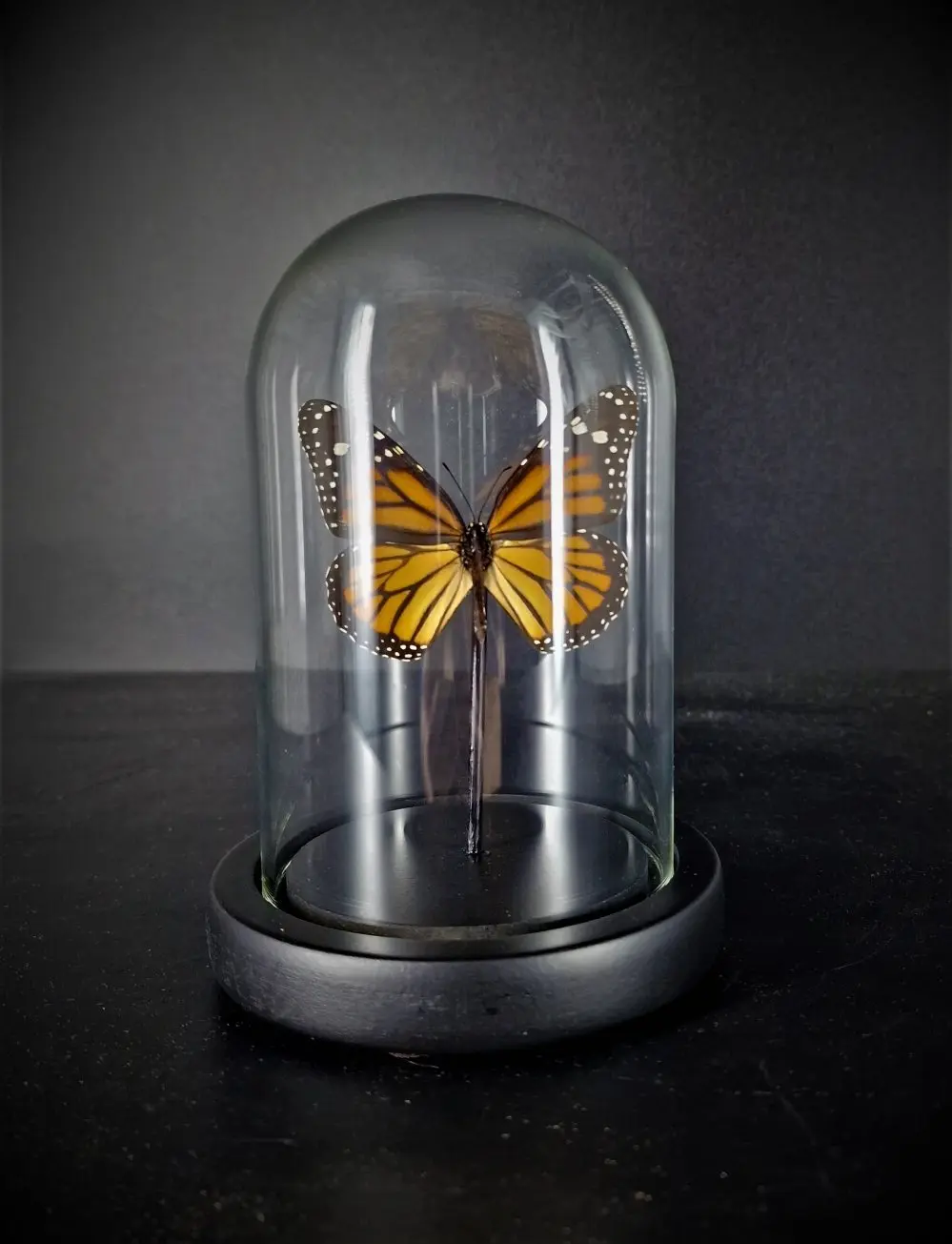monarchvlinder 1 in stolp foto 1