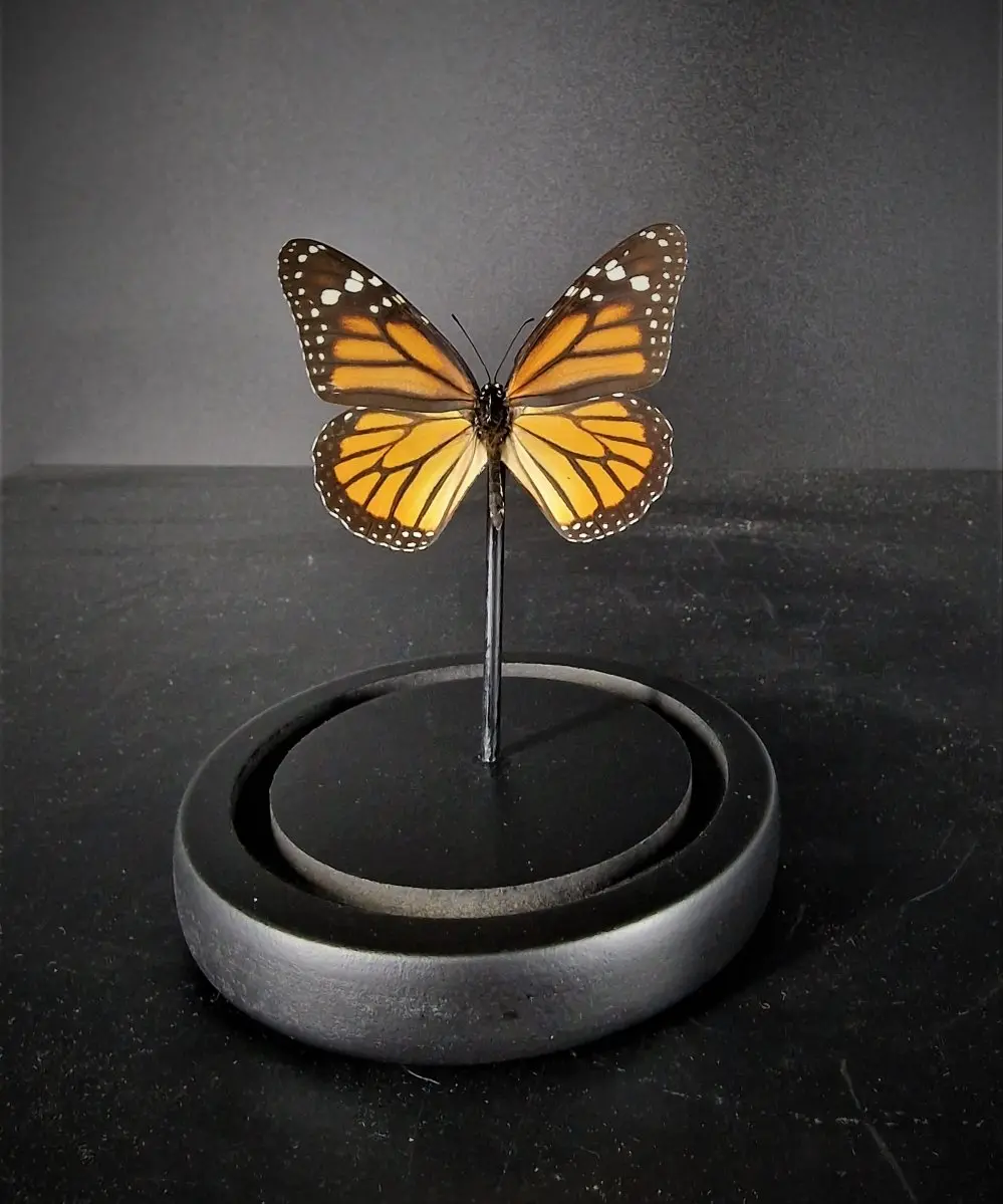 Stolpen  - monarchvlinder 1 in stolp foto 2