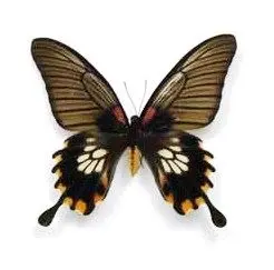 Ingelijste Vlinders - Papilio-memnon-cremata