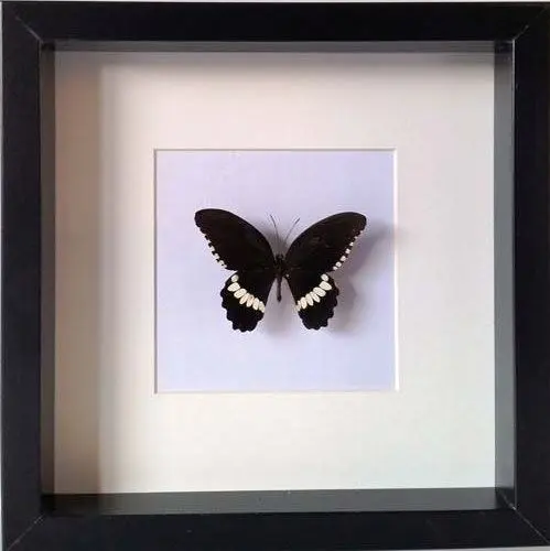 Ingelijste Vlinders - Papilio-polytes-ledebouria
