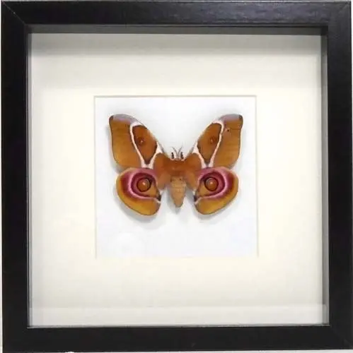 Losse Vlinders - suraka-(saturniidae-antherina-)