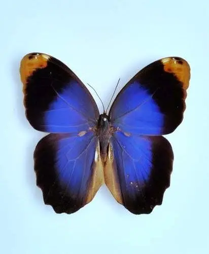 Ingelijste Vlinders - Caligo-beltrao