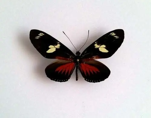 Ingelijste Vlinders - Heliconius-Doris-Eratonius
