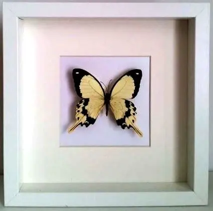 Ingelijste Vlinders - Papilio-Dardanus