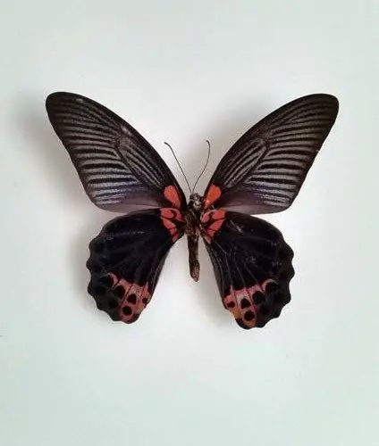 Ingelijste Vlinders - Papilio-Memnon-Agenor