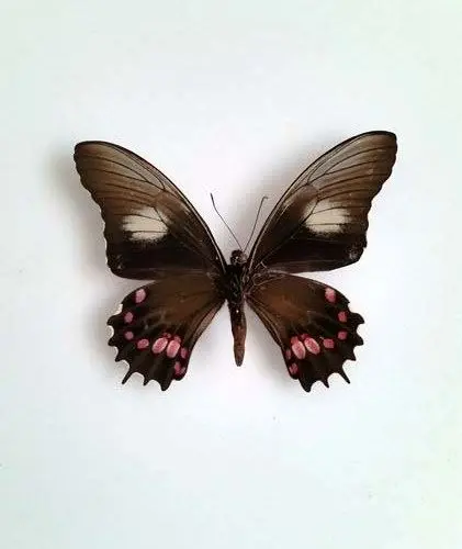 Ingelijste Vlinders - Papilio-isidorus