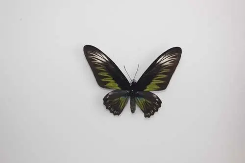 Losse Vlinders - Trogonoptera-Brookiana