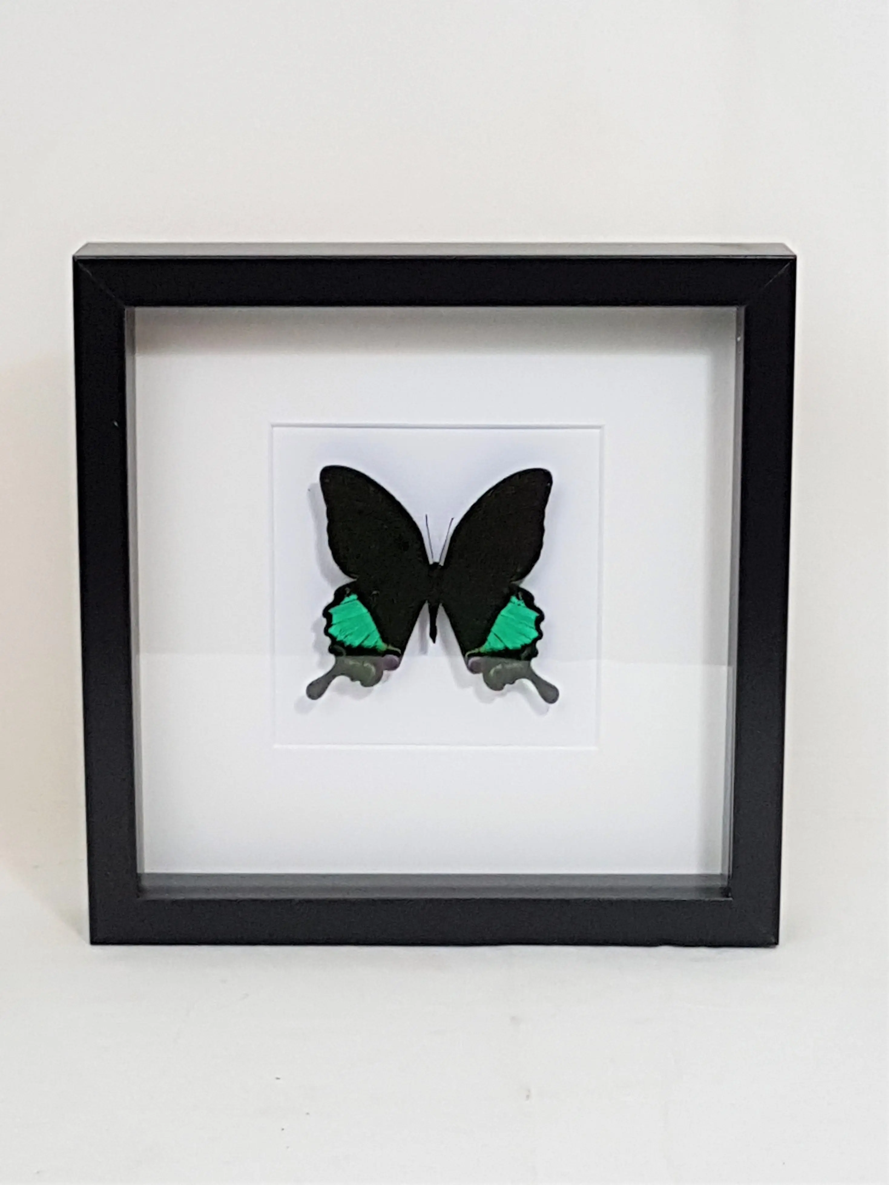 Ingelijste Vlinders - Papilio-paris-battacorum