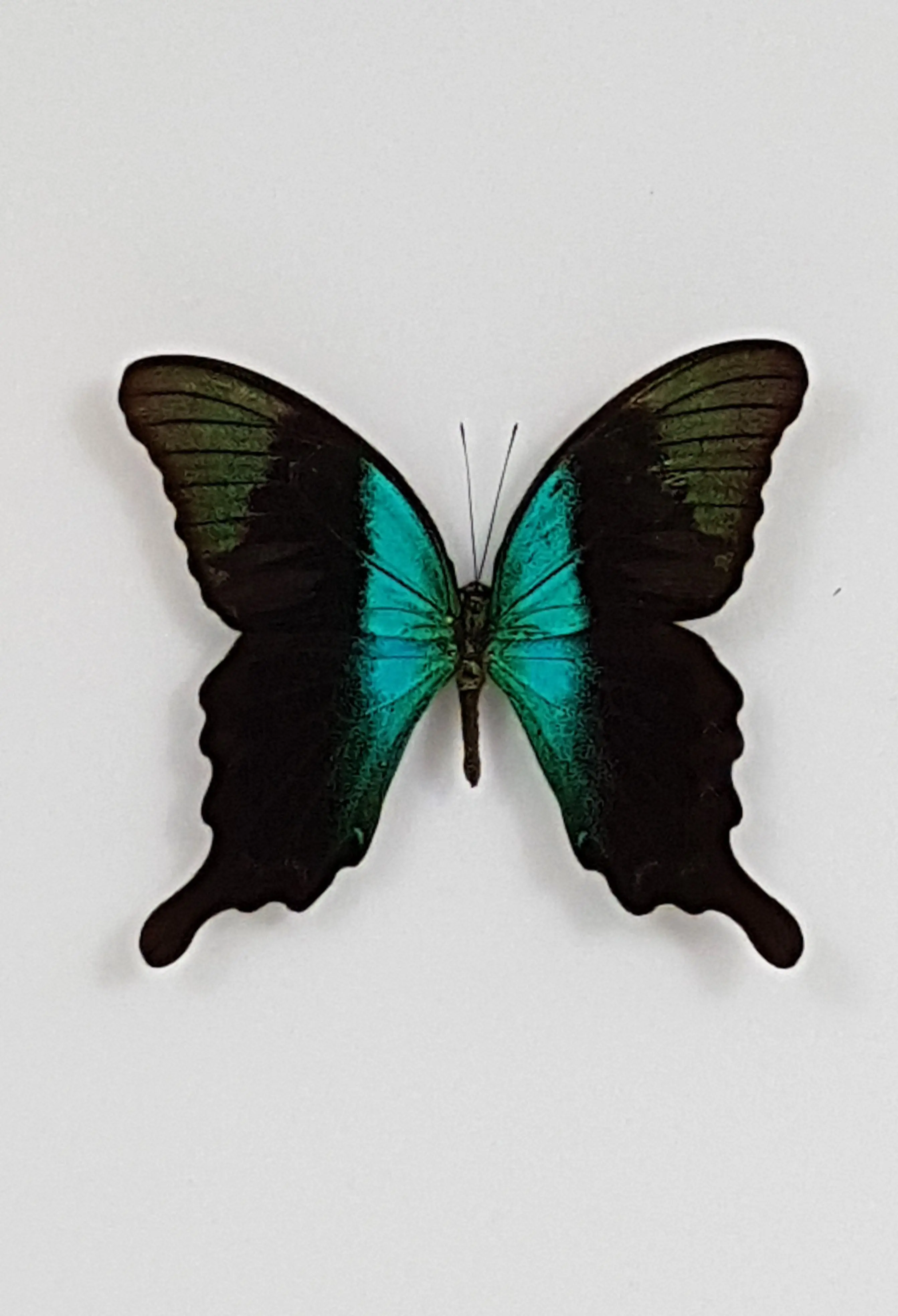 Ingelijste Vlinders - Papilio-peranthus-adamantius