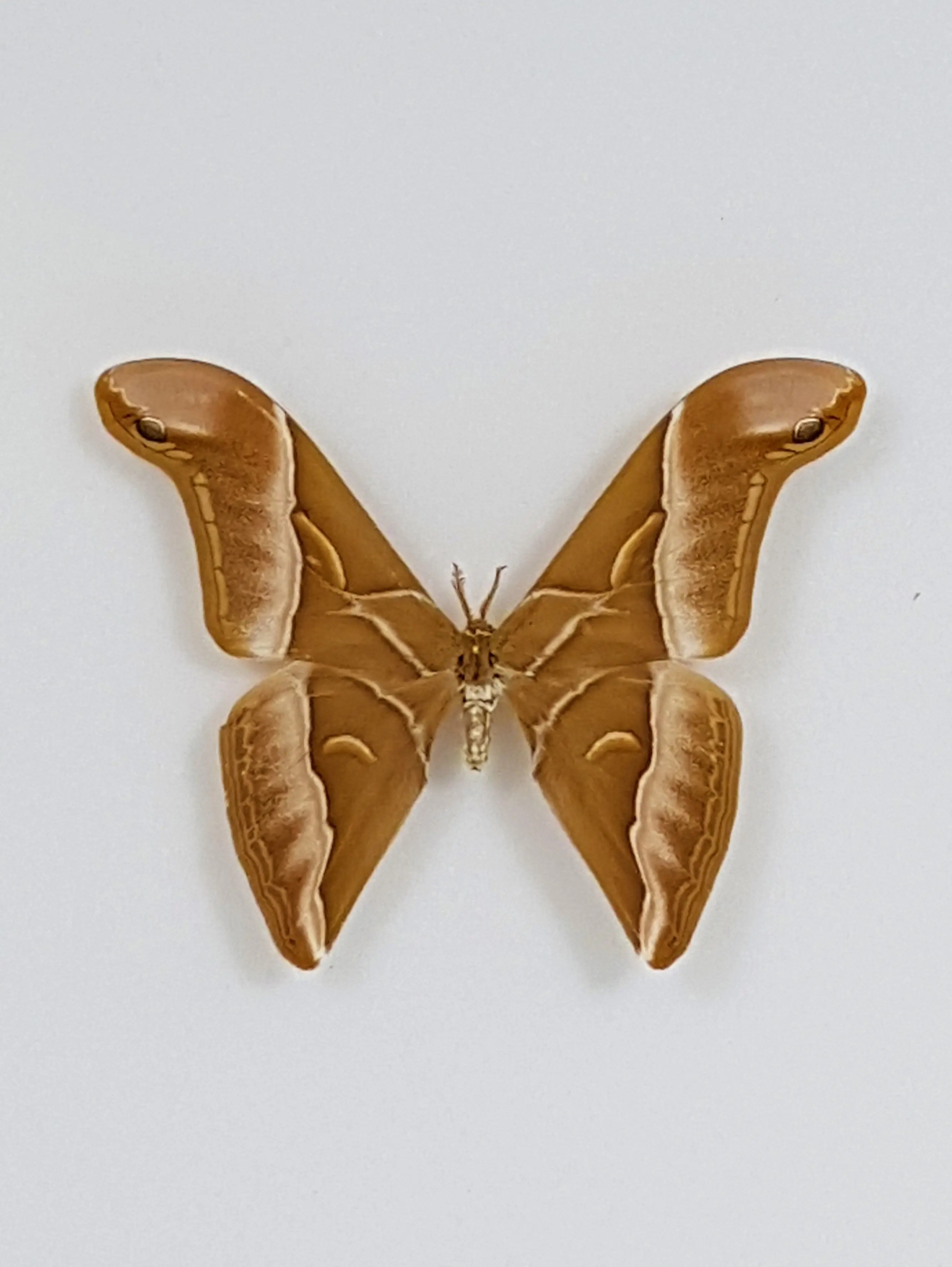 Ingelijste Vlinders - Samia-insularis
