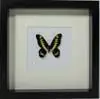 Losse Vlinders - Graphium-latreillianus-theorini