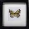 Losse Vlinders - Idea-Leuconoe-Obscura
