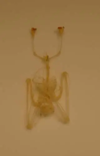 Nieuw binnen gekomen - vleemuis-skelet-(hangend)