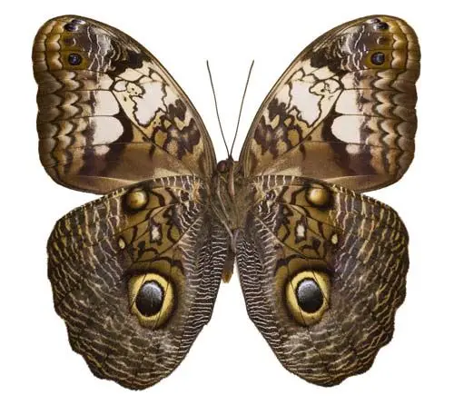 Losse Vlinders - Caligo-Eurilochus