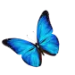 Vlinderwereld vlinder afbeelding