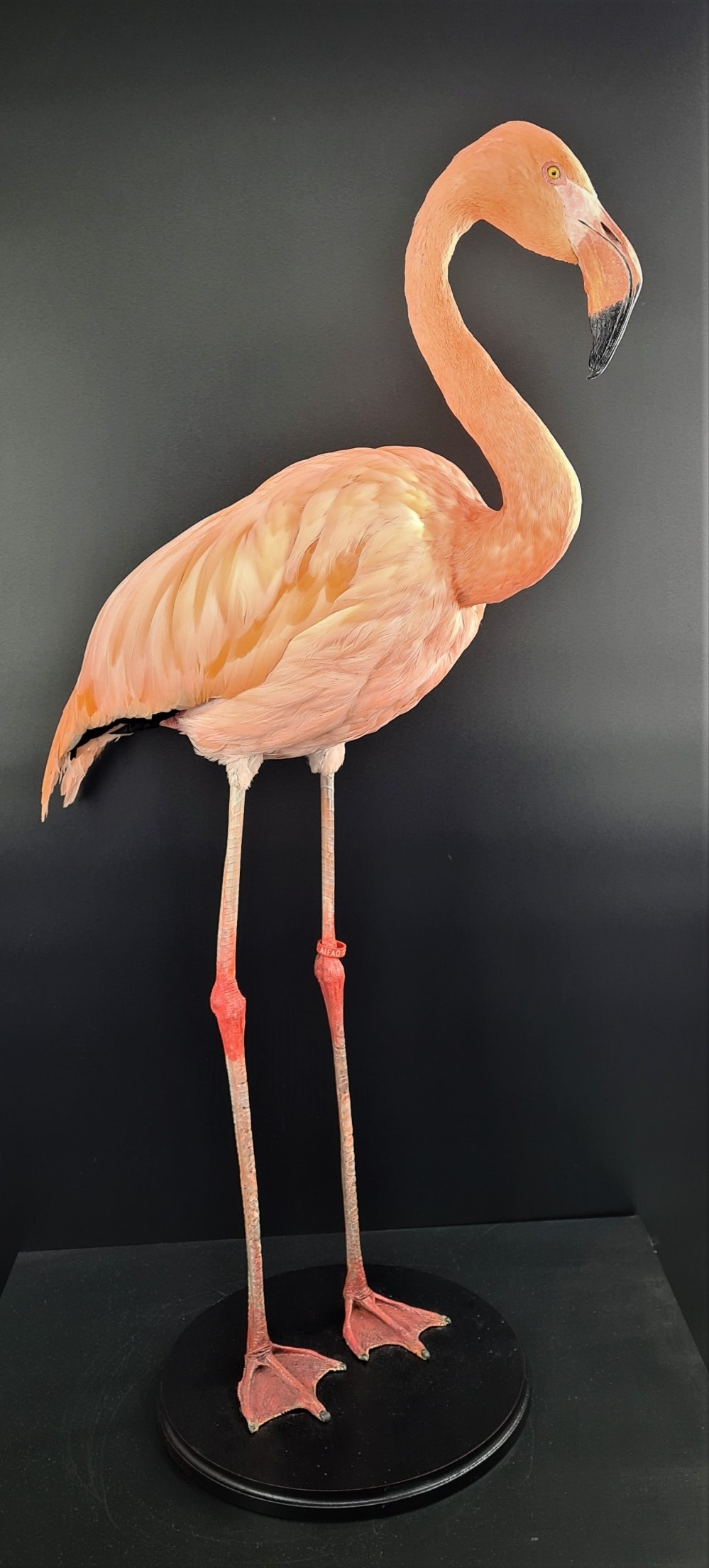 flamingo 3