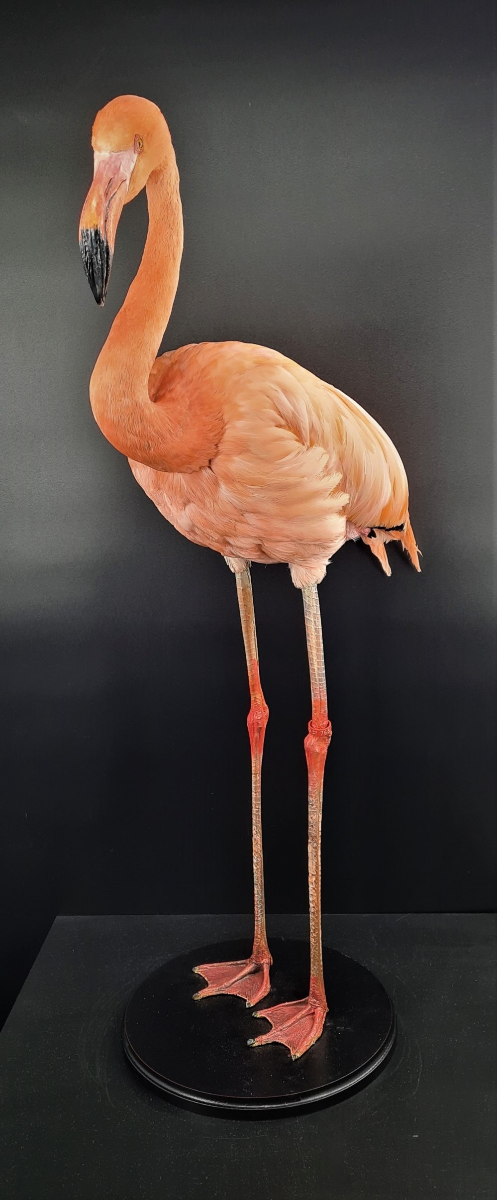 flamingo%204