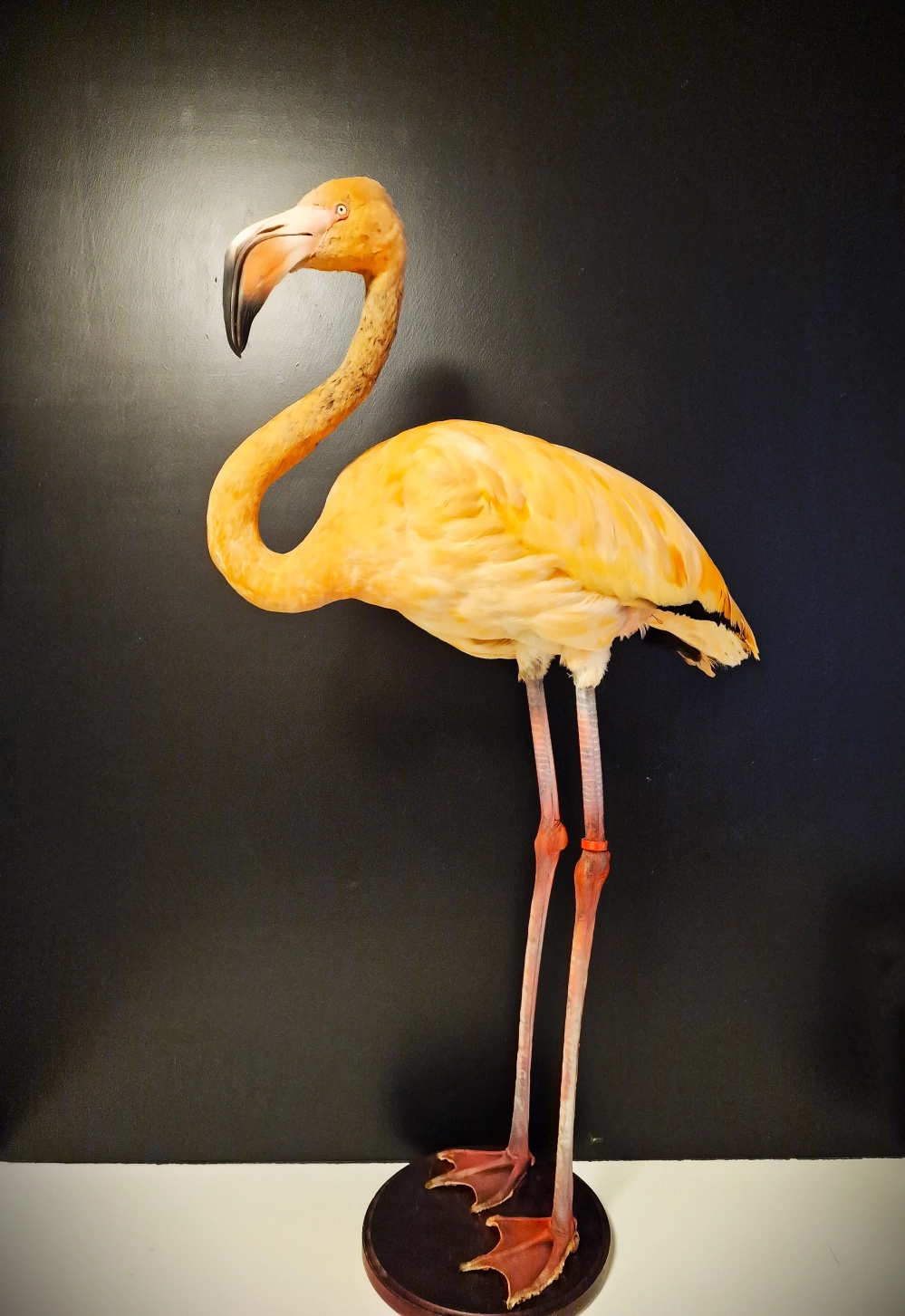 Opgezette vogels - flamingo foto 11