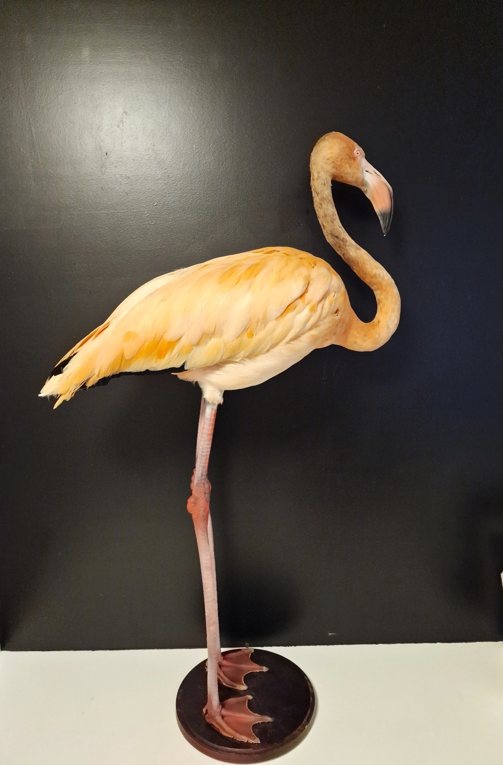 flamingo foto 22