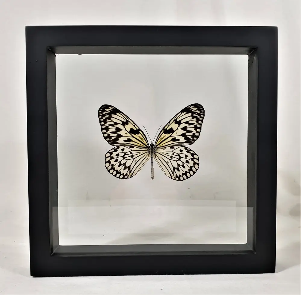 Losse Vlinders - idea idea in dubbelglas lijst