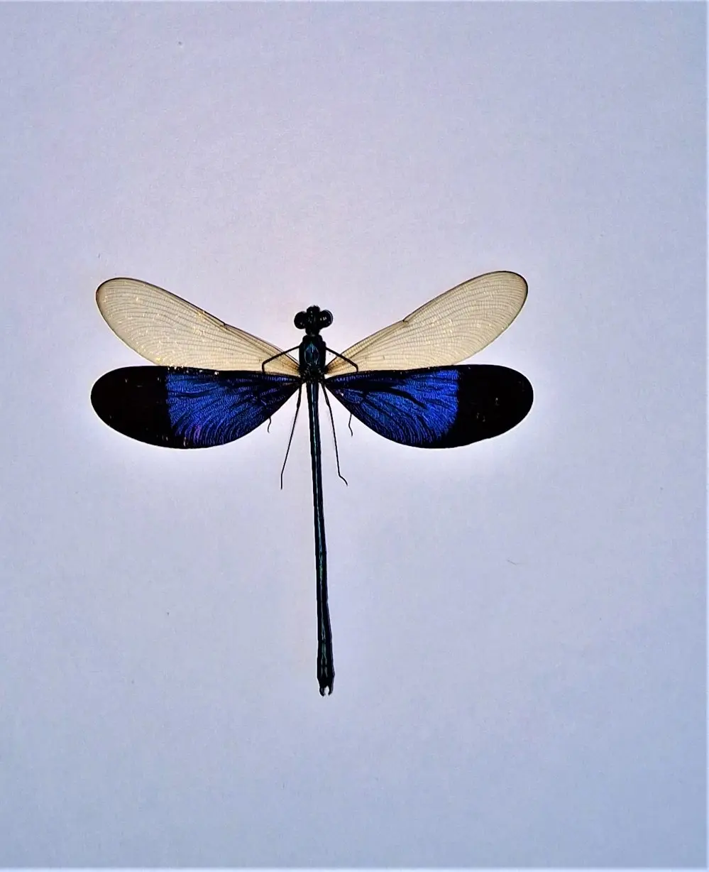 Insecten - libelle