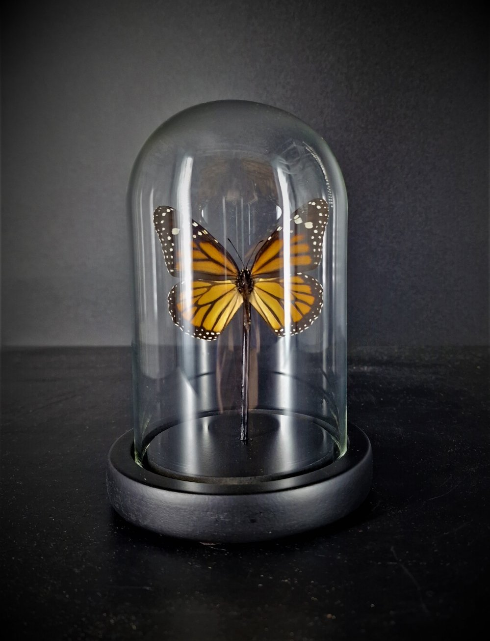 monarchvlinder 1 in stolp foto 1