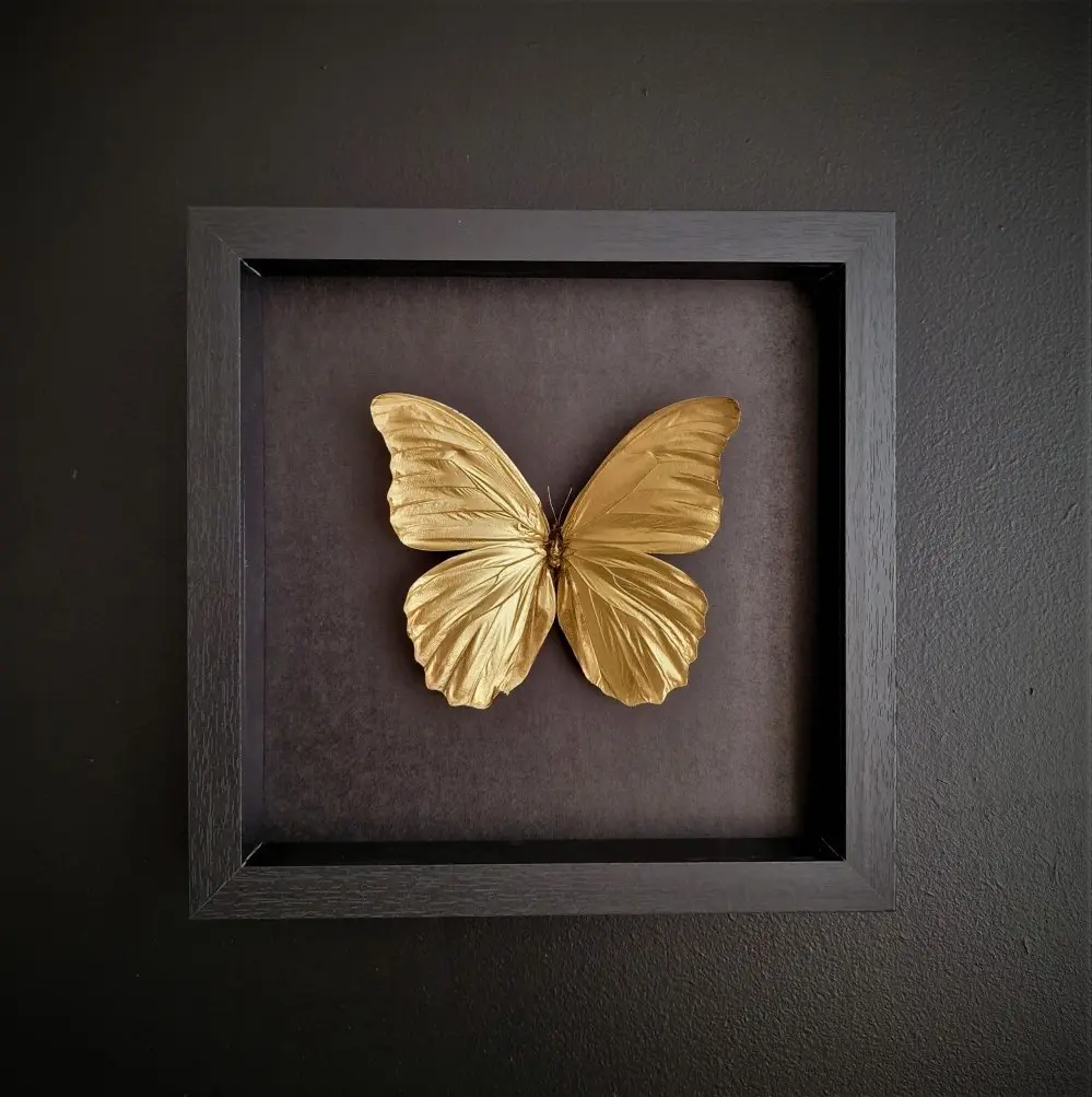 Losse Vlinders - morpho goud kleur lijst