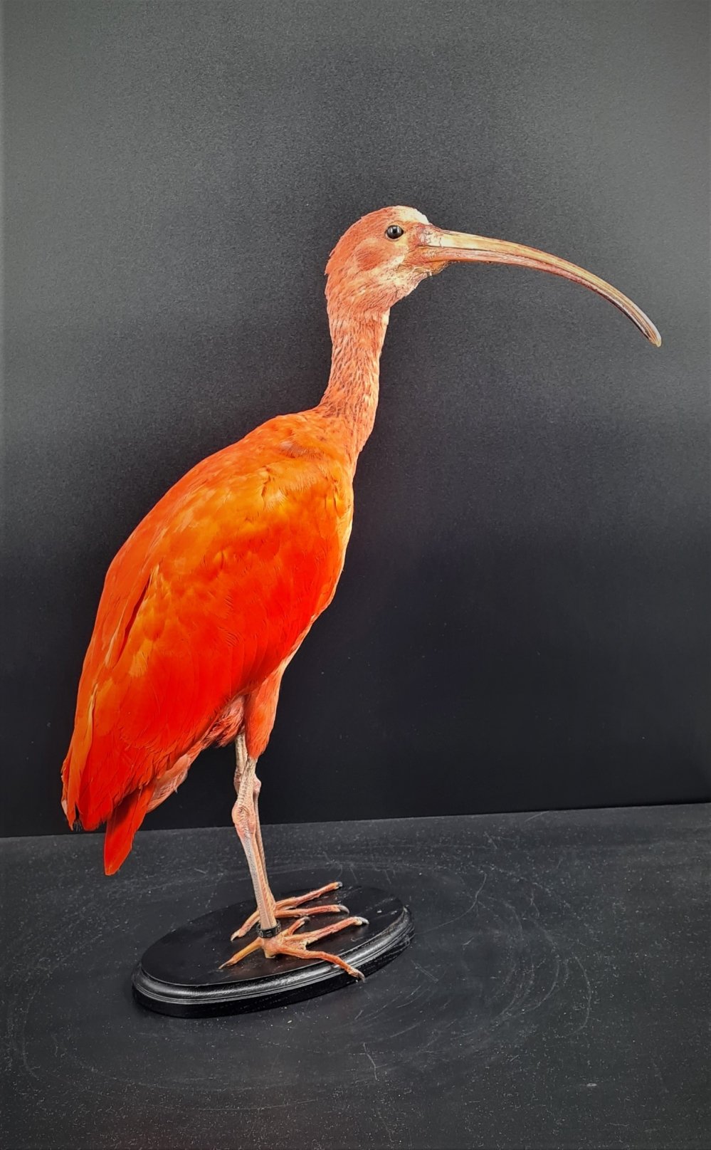 rode ibis 1