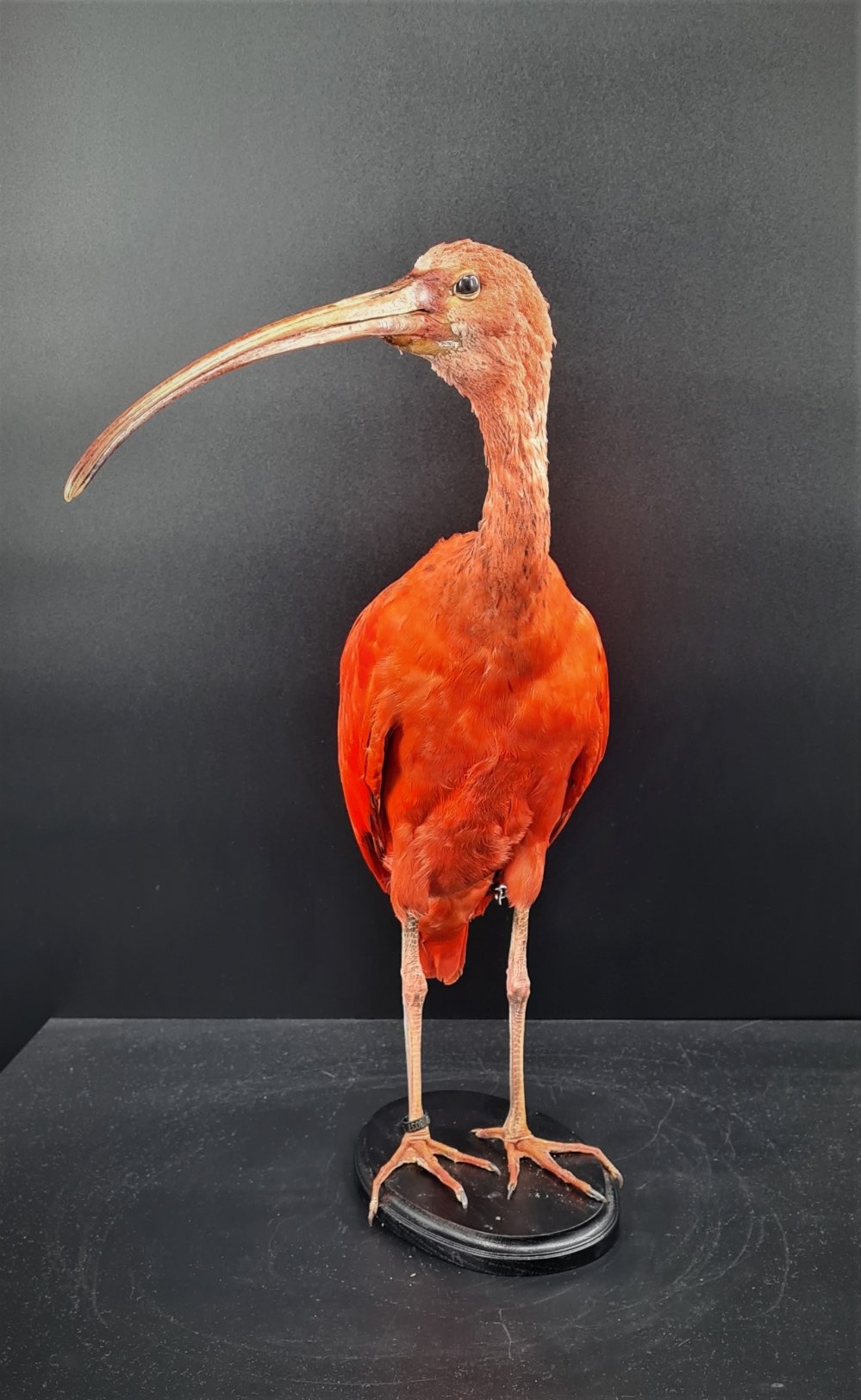 rode ibis 3