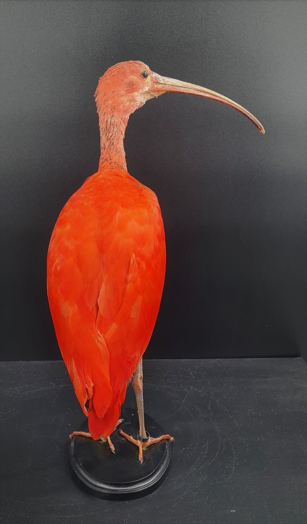 rode ibis 4