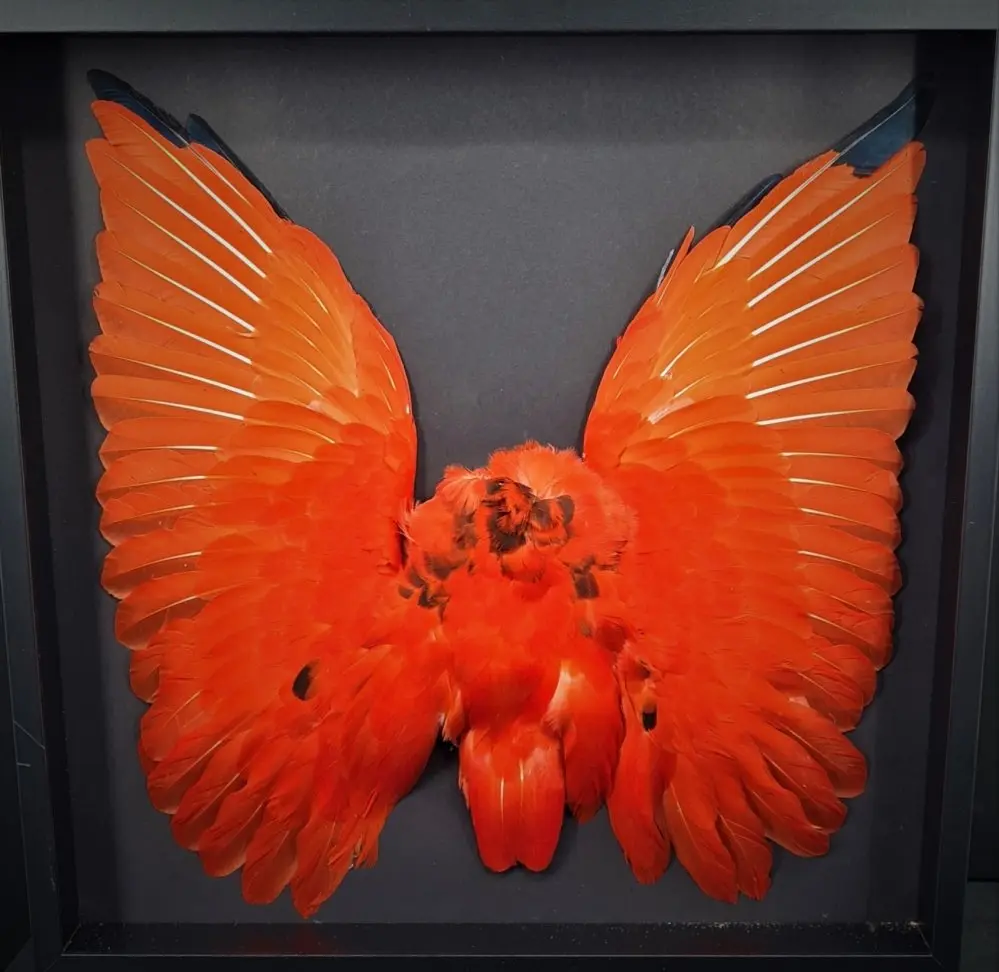 Opgezette vogels - rode ibis huid 2