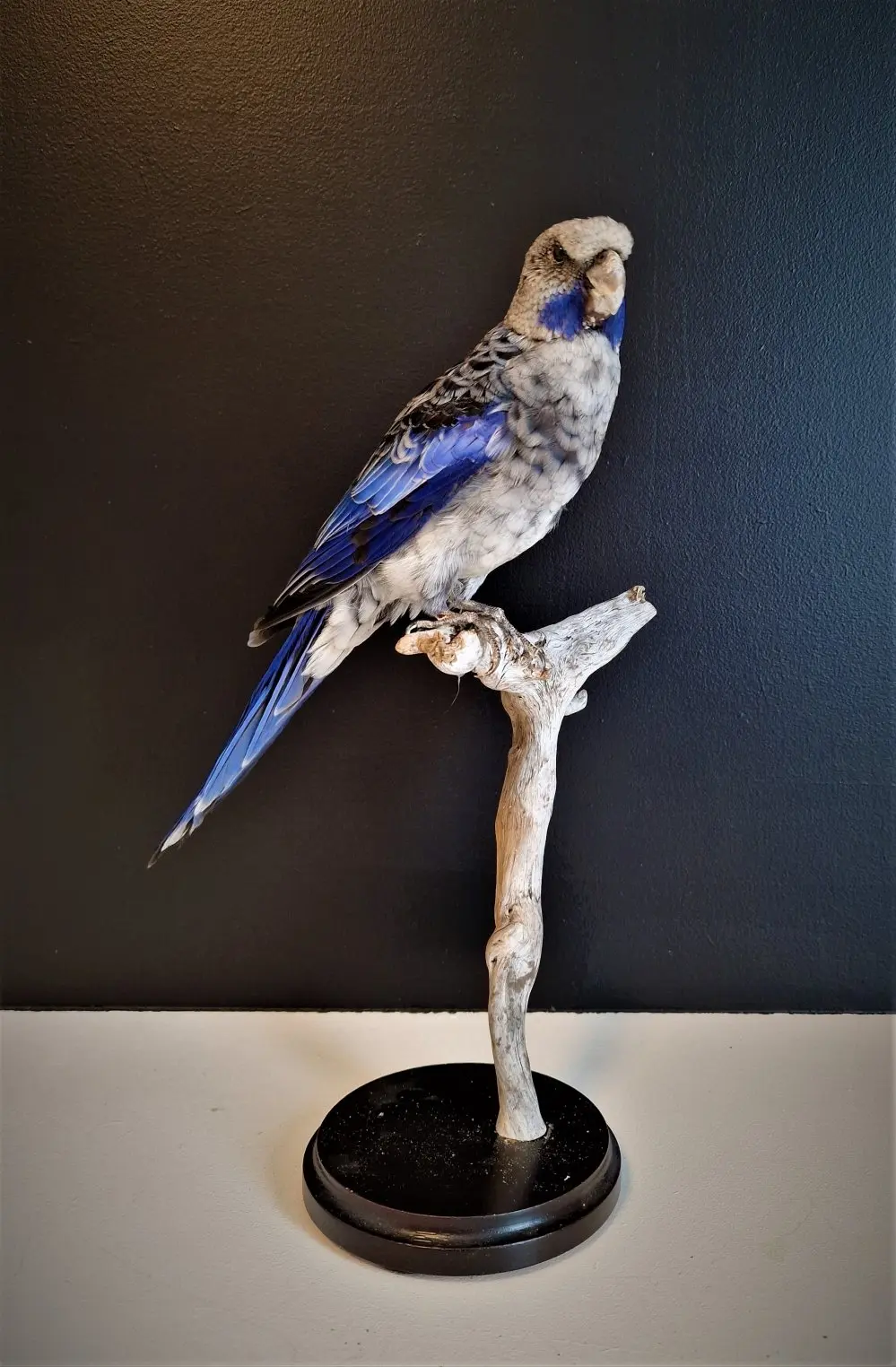 Opgezette vogels - rosella blauw grijs 1