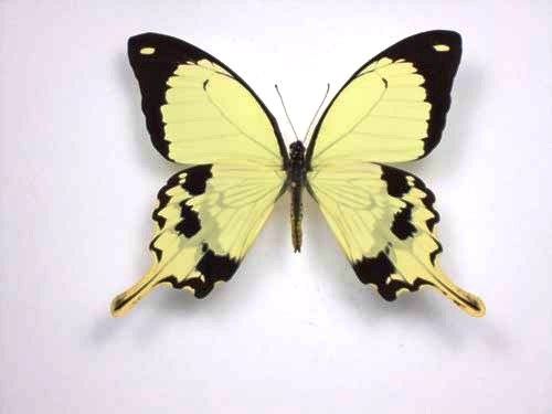 Papilio-Dardanus