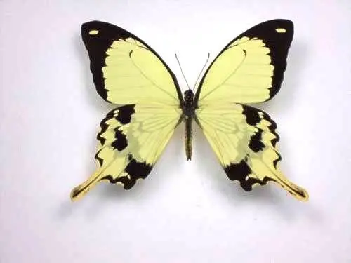 Losse Vlinders - Papilio-Dardanus
