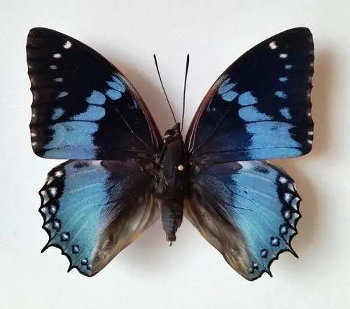 Losse Vlinders - Charaxes-smaragdalis