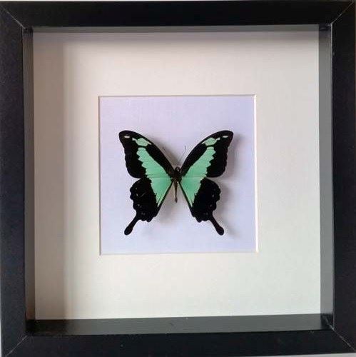 Papilio-Phorcas