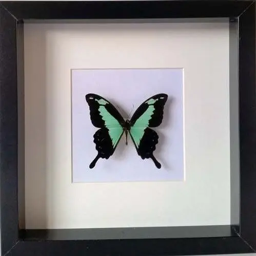 Losse Vlinders - Papilio-Phorcas