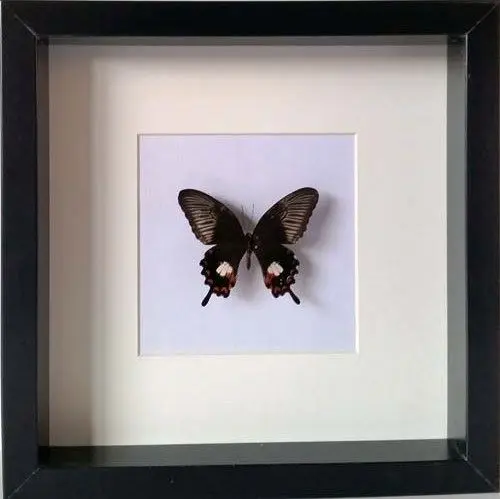 Losse Vlinders - Papilio-syfanius