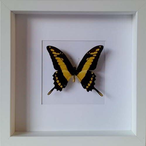 Papilio-thoas-cinyras