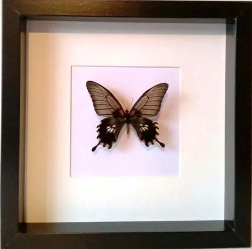 Papilio-memnon-cremata