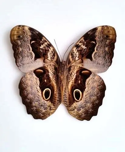 Losse Vlinders - Caligo-beltrao-(achterkant)