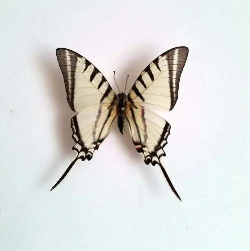 Ingelijste Vlinders - Eurytides-agesilaus