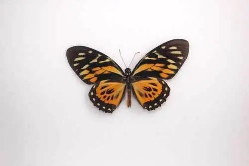 Papilio-Zagreus