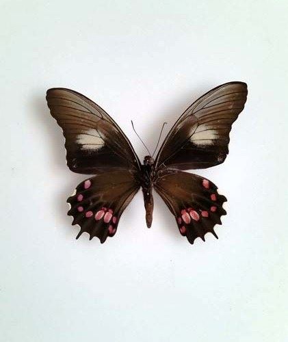 Papilio-isidorus