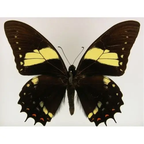 Losse Vlinders - Pterourus-Aristeus