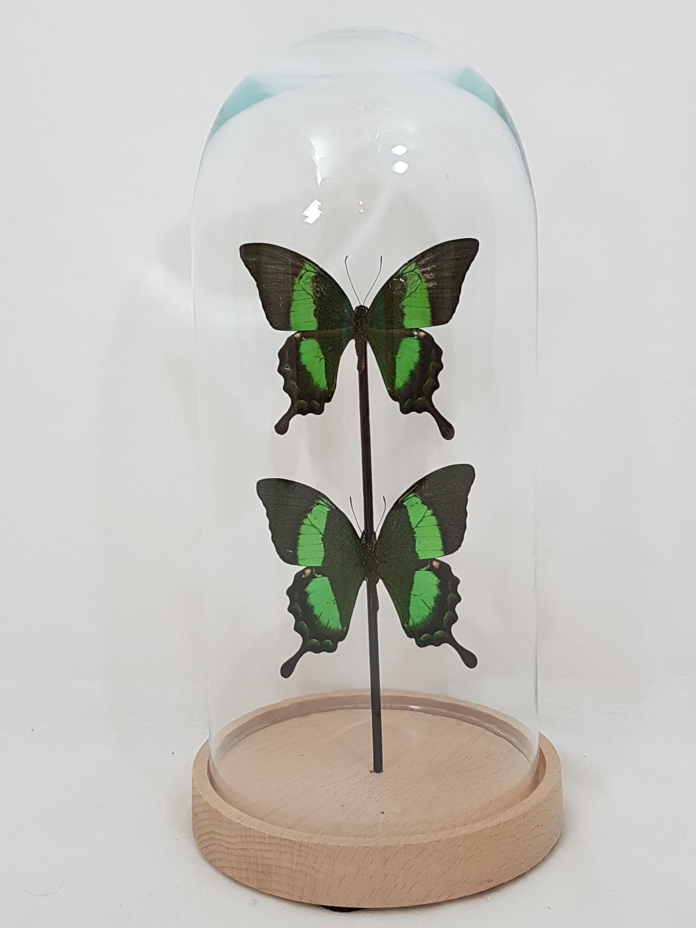 2-Papilio-palinurus-daedalus-in-stolp.