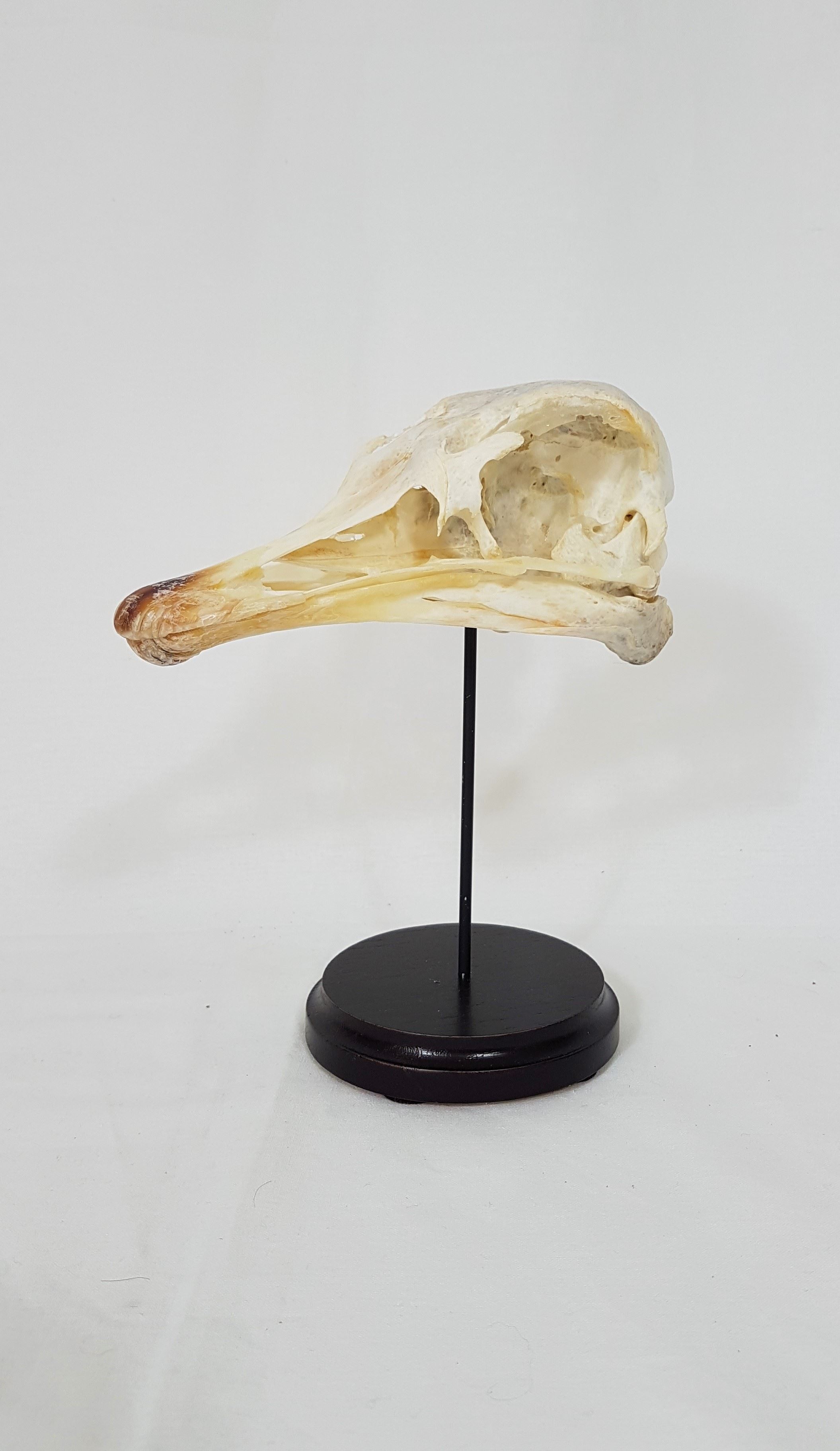 struisvogel-schedel-op-standaard