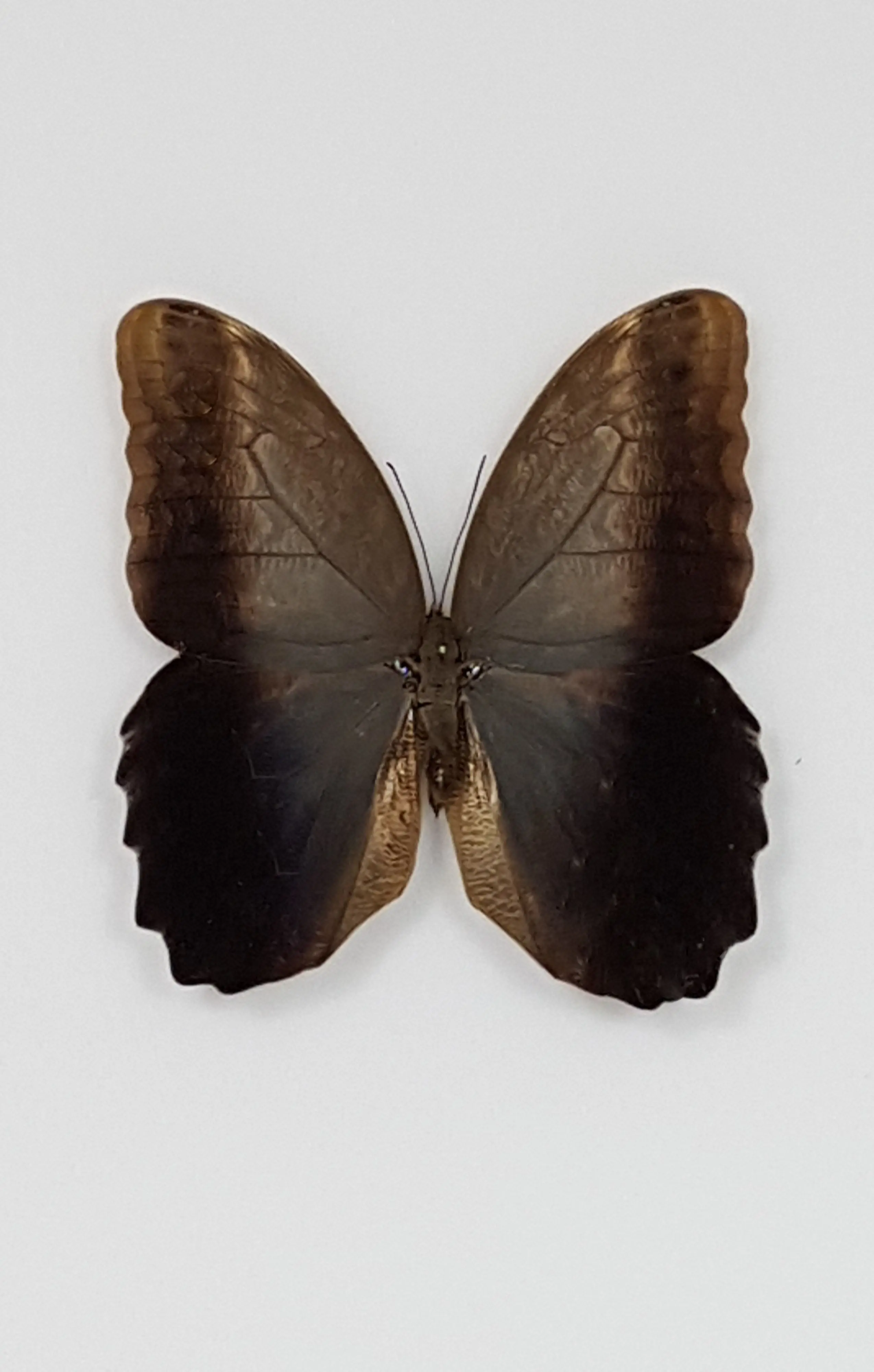 Ingelijste Vlinders - Caligo-illioneus-praexiodus