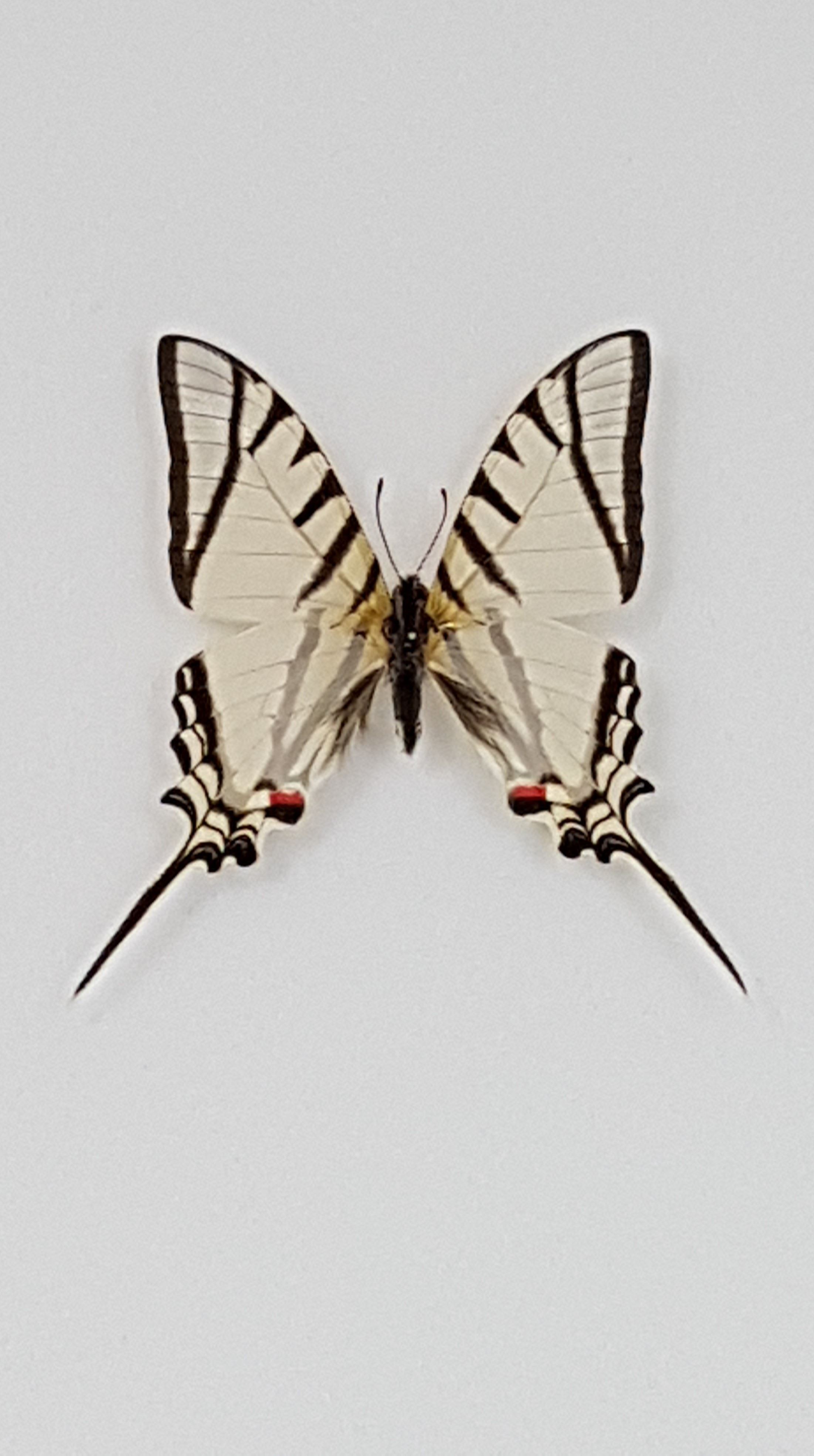 Eurytides-protesilaus-nigricornis